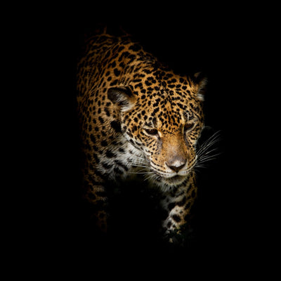 Majestic Leopards & By Julie Home Fragrance